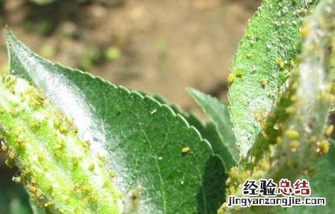 桃树蚜虫的防治方法 桃树蚜虫的防治方法石硫合剂