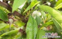 桃树蚜虫的防治方法 桃树蚜虫的防治方法石硫合剂