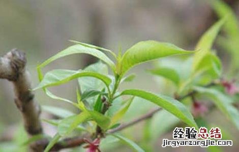 桃树蚜虫的防治方法 桃树蚜虫的防治方法石硫合剂