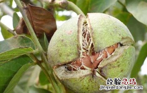 核桃什么时候成熟上市 核桃什么时候成熟