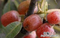 羊奶里面有什么 羊奶子是什么东西