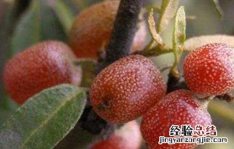 羊奶里面有什么 羊奶子是什么东西