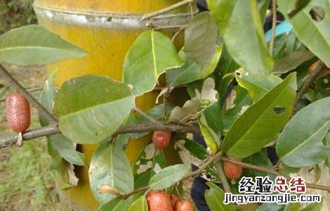 羊奶里面有什么 羊奶子是什么东西