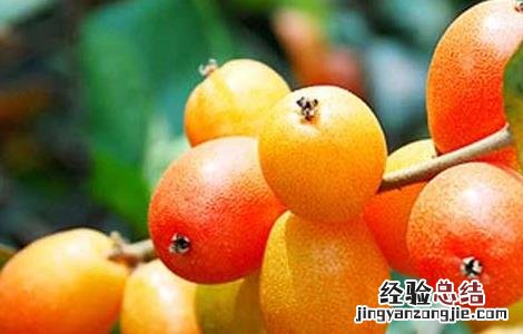 羊奶里面有什么 羊奶子是什么东西
