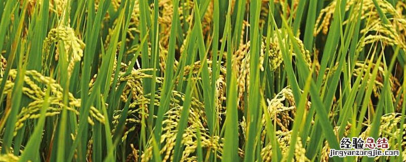 水稻雌雄同株 水稻雌雄同花吗