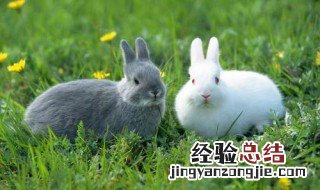 兔子吃什么怎么吃 兔子怎么吃大全