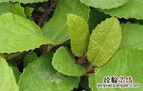 地枇杷种植技术视频 地枇杷的种植技术