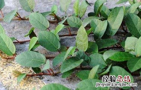 地枇杷种植技术视频 地枇杷的种植技术