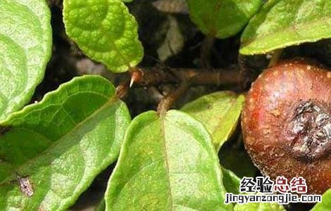 地枇杷种植技术视频 地枇杷的种植技术
