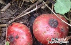 地枇杷种植技术视频 地枇杷的种植技术