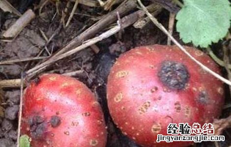 地枇杷种植技术视频 地枇杷的种植技术
