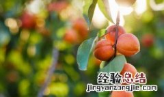硕果累累累怎么读 硕果累累怎么读