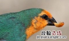面包虫怎么给鸟吃食 面包虫怎么给鸟吃