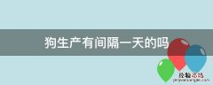 狗生产有间隔一天的吗 狗狗生宝宝会间隔一天吗