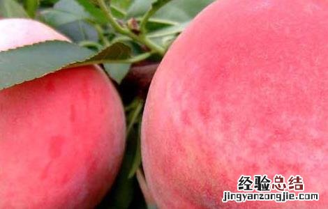 水蜜桃什么时候成熟的季节 水蜜桃什么时候成熟