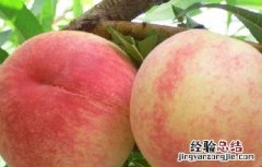 水蜜桃什么时候成熟的季节 水蜜桃什么时候成熟