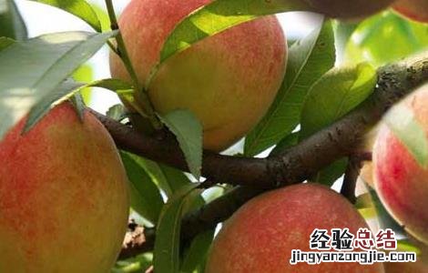 水蜜桃产地在哪里 水蜜桃产地在哪里最好