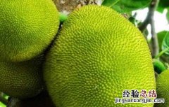 四季菠萝蜜种植技术与管理 四季菠萝蜜种植技术