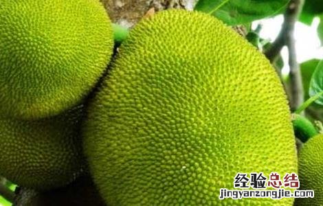 四季菠萝蜜种植技术与管理 四季菠萝蜜种植技术