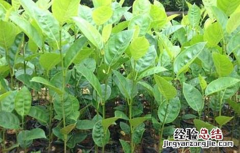 四季菠萝蜜种植技术与管理 四季菠萝蜜种植技术
