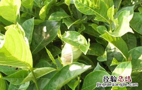 四季菠萝蜜种植技术与管理 四季菠萝蜜种植技术