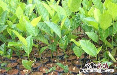 四季菠萝蜜种植技术与管理 四季菠萝蜜种植技术