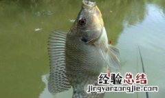 鱼内脏钓鱼效果怎么样呀 鱼内脏钓鱼效果怎么样