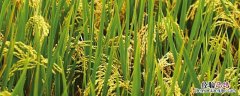水稻能打膨大素吗 水稻膨大素使用方法