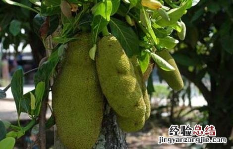 菠萝蜜的种植条件是什么 菠萝蜜的种植条件