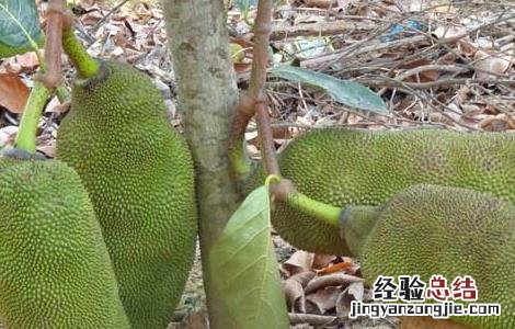 菠萝蜜的种植条件是什么 菠萝蜜的种植条件