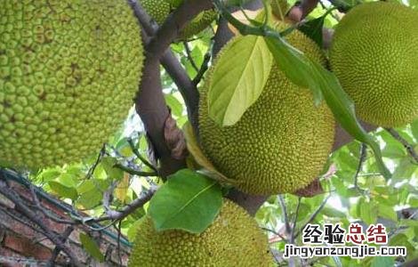 菠萝蜜的种植条件是什么 菠萝蜜的种植条件