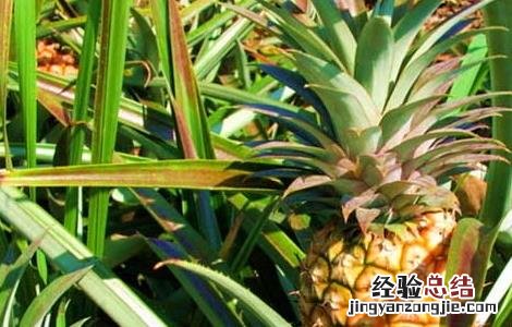 盆栽菠萝的种植方法 盆栽菠萝的种植方法视频
