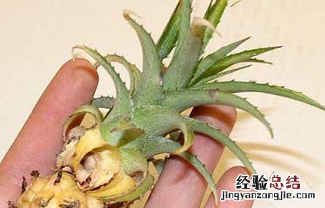 盆栽菠萝的种植方法 盆栽菠萝的种植方法视频