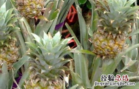 盆栽菠萝的种植方法 盆栽菠萝的种植方法视频