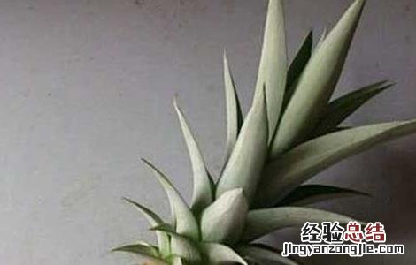 盆栽菠萝的种植方法 盆栽菠萝的种植方法视频