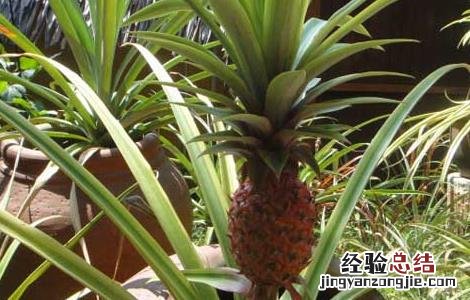 盆栽菠萝的种植方法 盆栽菠萝的种植方法视频