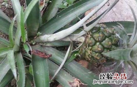 盆栽菠萝的种植方法 盆栽菠萝的种植方法视频