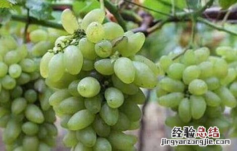 金手指葡萄种植技术书 金手指葡萄种植技术