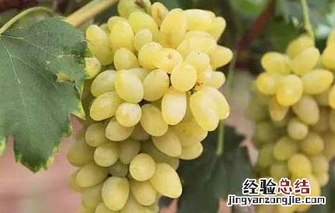 金手指葡萄种植技术书 金手指葡萄种植技术