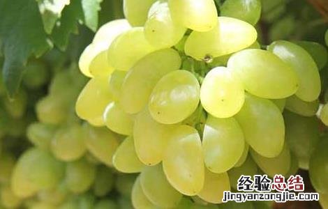 金手指葡萄种植技术书 金手指葡萄种植技术