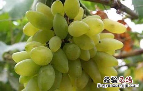 金手指葡萄种植技术书 金手指葡萄种植技术