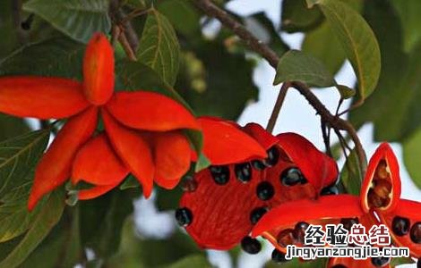 苹婆生长环境 苹婆的种植技术