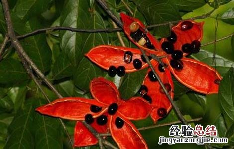 苹婆生长环境 苹婆的种植技术