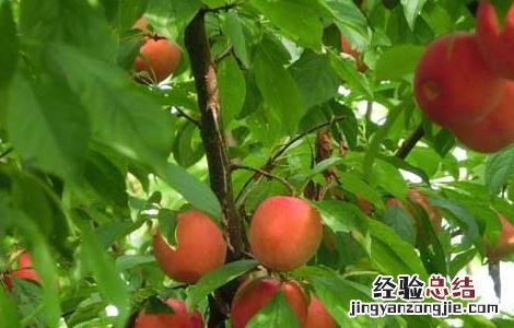 冬季果树修剪技术 冬季果树修剪技术视频教程