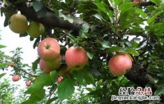 冬季果树修剪技术 冬季果树修剪技术视频教程