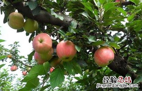 冬季果树修剪技术 冬季果树修剪技术视频教程