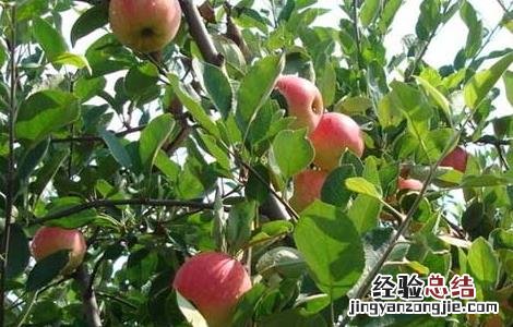 冬季果树修剪技术 冬季果树修剪技术视频教程