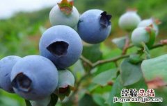 盆栽蓝莓的种植方法 盆栽蓝莓的种植方法和时间