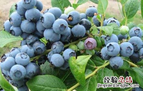 盆栽蓝莓的种植方法 盆栽蓝莓的种植方法和时间