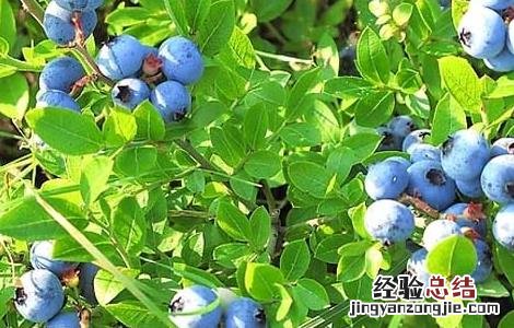 盆栽蓝莓的种植方法 盆栽蓝莓的种植方法和时间